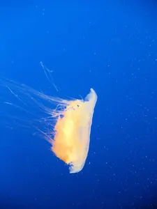 What is the largest species of jellyfish?