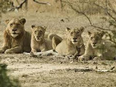 What is a group of lions called?