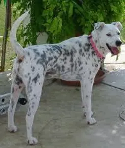 Name the dog breed...