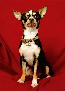 Type the word - Chihuahua