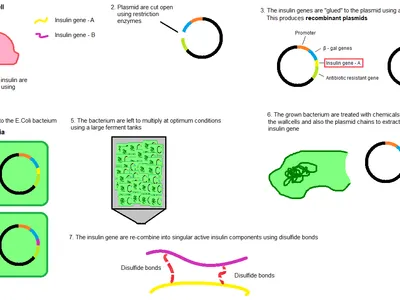 What is the process by which bacteria transfer genetic material between cells?