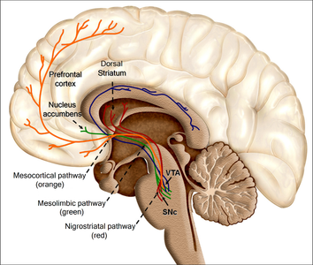 Which of the following can affect neurons?