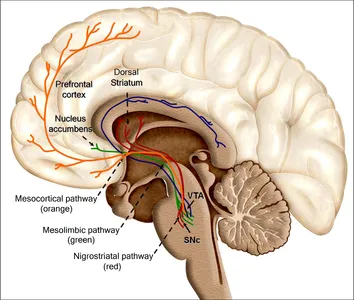 Which of the following can affect neurons?