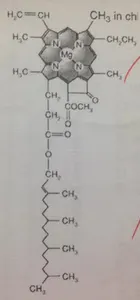 Where is this molecule most likely to be found?