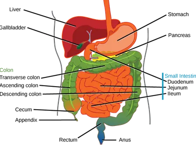 What is the largest organ in the human body?