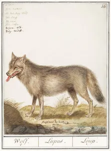 What is the term for a vampire who can transform into a wolf?