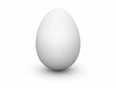 Which two of the following are the only mammals that lay eggs?