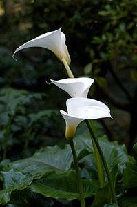 Calla Lily