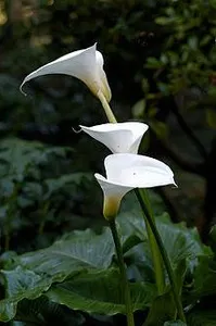 Calla Lily