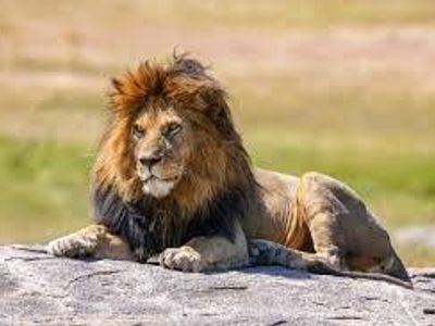 What is the scientific name of the lion?