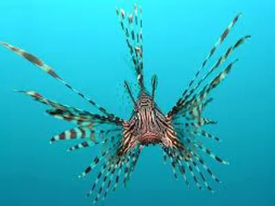 Which fish is known for potentially being deadly due to its poison?