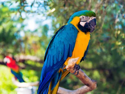 Which exotic bird is known for its vibrant blue color?