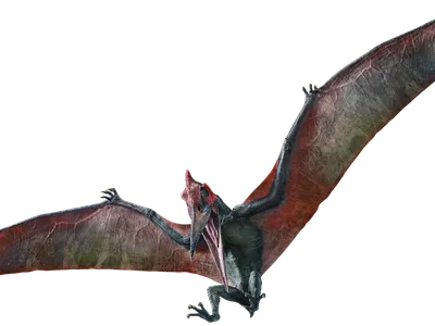 What Pteranodons did not  eat?