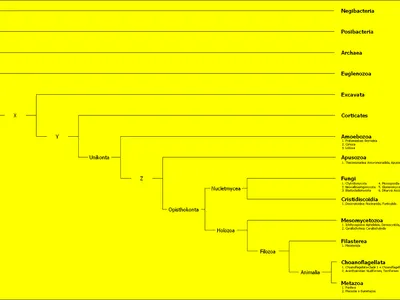 Which of the following is an example of a eukaryotic microorganism?