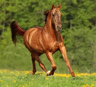 What is it called when you switch canter leads without dropping to the trot or jumping across the diagonal?