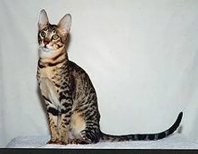 This fully domestic breed was meant to look like a wild serval and is named after the serval's natural habitat.