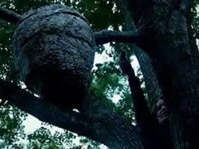 who died from tracker Jackers?