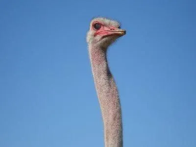 Whats ldshadowladys real name?