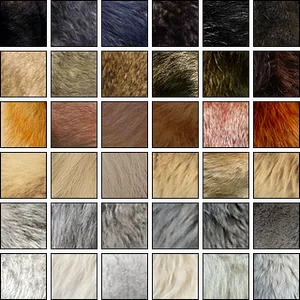 How many coat colors do wolves come in?
