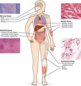 Which of the following is NOT a type of tissue in the human body?