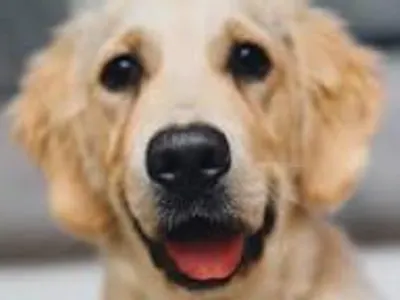 If a dog dies at 16 in human years, how old was the dog and half its age?