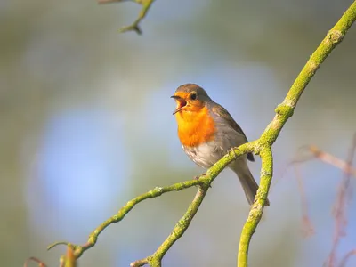 What is NM's state bird?