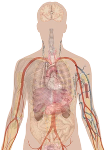 What is the largest organ in the human body?