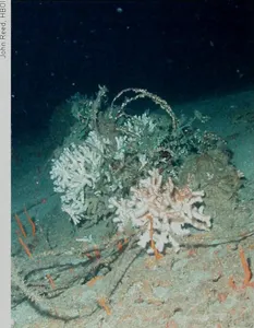 Cold-water corals are found in which ocean?