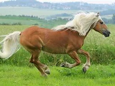 finish the sentence  happiness lies in a ________ horse