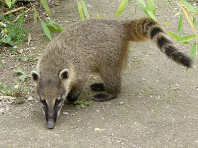 Which animal has a snout and curly tail?