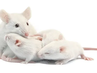 When should mice be weaned?