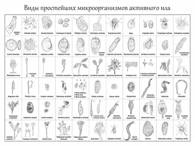 Which of the following is NOT a type of microorganism?