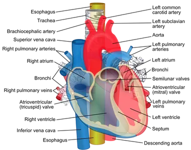 Where is the aorta located?