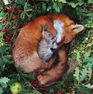 moi fav fox