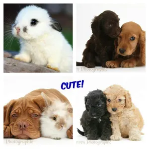 What pets do I have?
