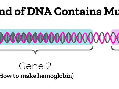 What is the term for the different forms of a gene?