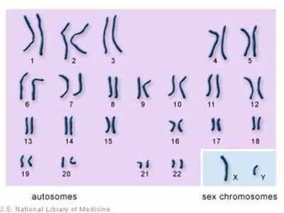 How many chromosomes do humans typically have?