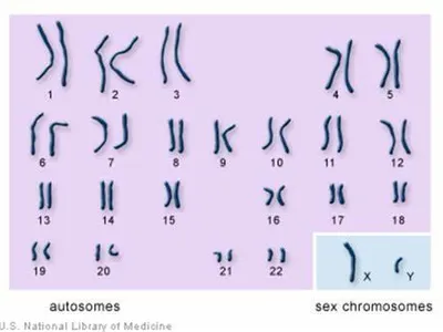 How many chromosomes do humans typically have?
