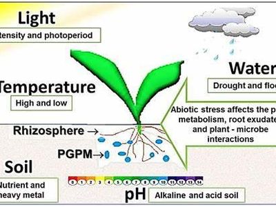 Which of the following is an abiotic factor?