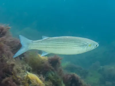 Which fish is known for its ability to survive in both fresh and saltwater?
