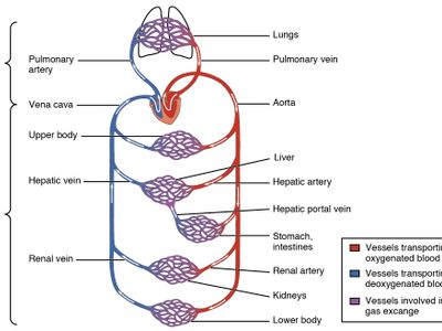What is the main function of the heart?