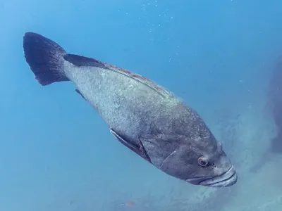 What is the largest living fish species?