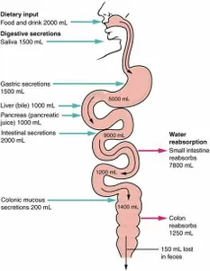 Which organ is responsible for detoxifying harmful substances in the body?