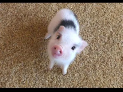 Where can you find pigs?