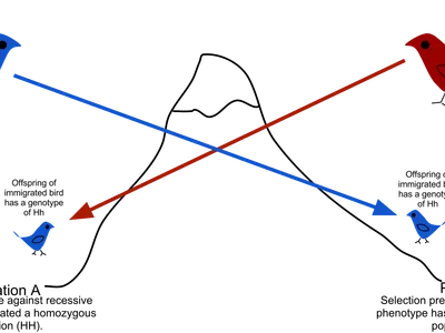 What is the role of gene flow in evolution?