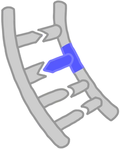 What is the basic unit of DNA called?