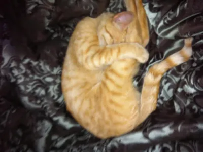 How may pets do I have?