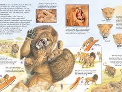 Which role do male lions primarily play in the pride?