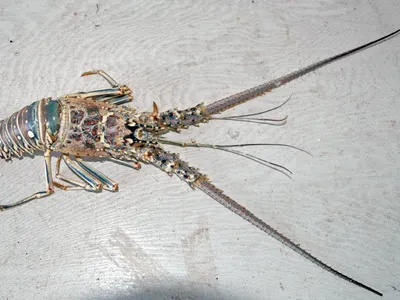 How many legs does a lobster have?