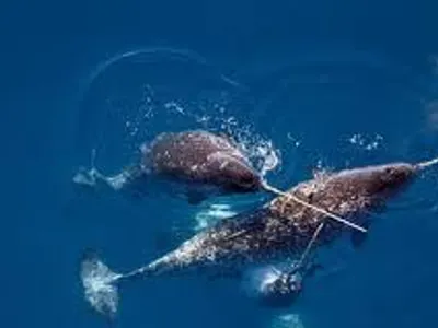 Which marine animal is known as the 'unicorn of the sea'?